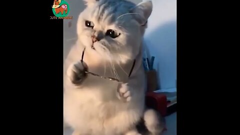 Funny Animal Video #28 April 2023 Funniest Cat and Dog Videos