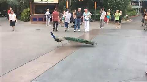 Peacock opening its feathers