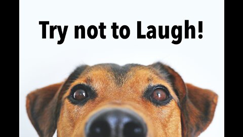 Hilarious Dogs! Try not to laugh compilation 2022
