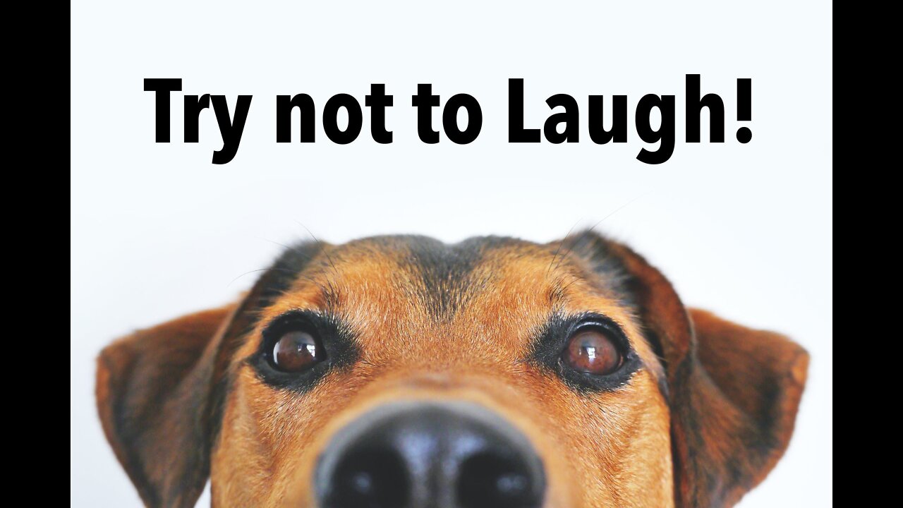 Hilarious Dogs! Try not to laugh compilation 2022