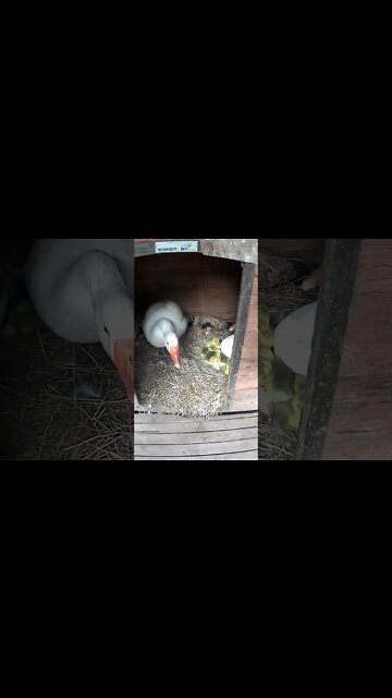 Setting up camera on hatching goslings
