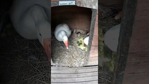 Setting up camera on hatching goslings