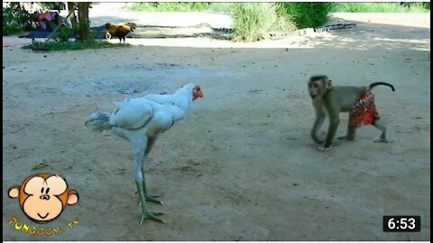 Playful Young Monkey Bully the Chicken =)