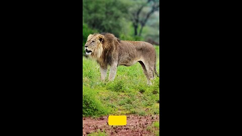 The Lion’s Lesson