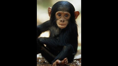 Cuddly Baby Chimpanzees - Cute Compilation