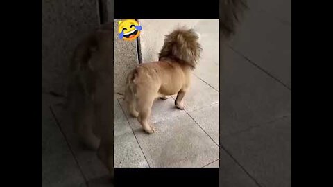 🤣Funny dog video🤣/#shorts