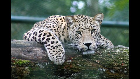 Animals short videos RAHAMA channel viral videos 2022