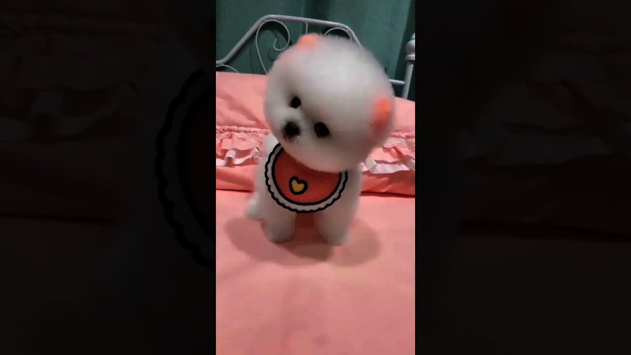 Tão fofo 😍