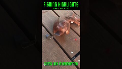 What Kind of Fish Is That! #Shorts #BassFishing, #DeepSeaFishing, #SaltWaterFishing #Fish #Fishing