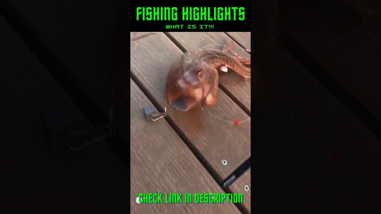 What Kind of Fish Is That! #Shorts #BassFishing, #DeepSeaFishing, #SaltWaterFishing #Fish #Fishing
