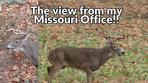 Missouri bucks gone wild! Hot doe in Missouri!