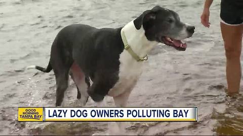 Dog poop is poisoning the waters of Tampa Bay