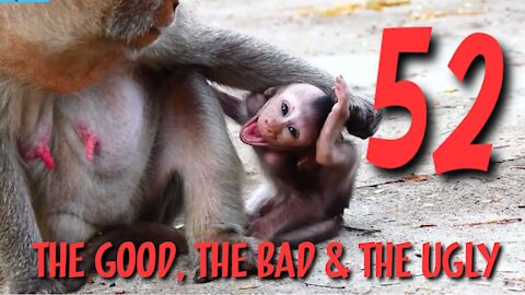 The Bad, The Good & The Ugly 52 Monkey compilation of things monkeys do, tantrums, beatings, kidnaps