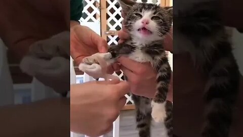 PLAYING CAT VIDEO MEAWWW