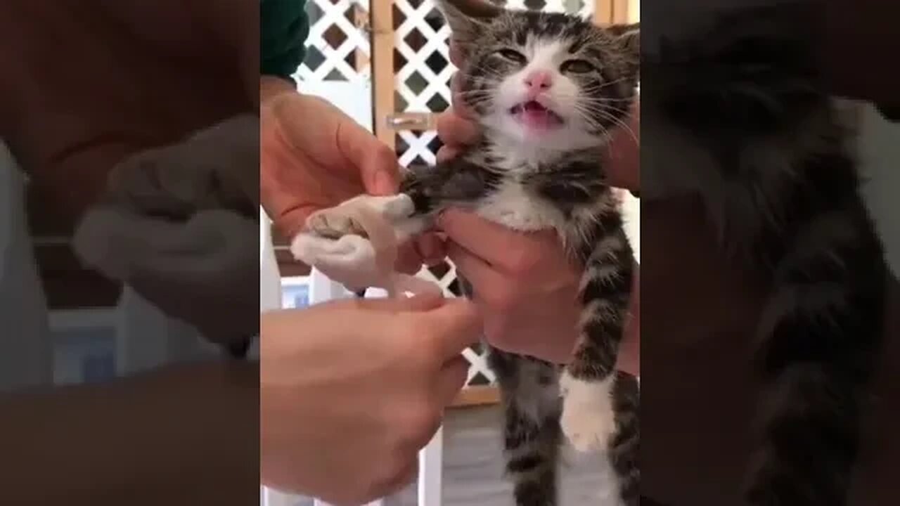 PLAYING CAT VIDEO MEAWWW