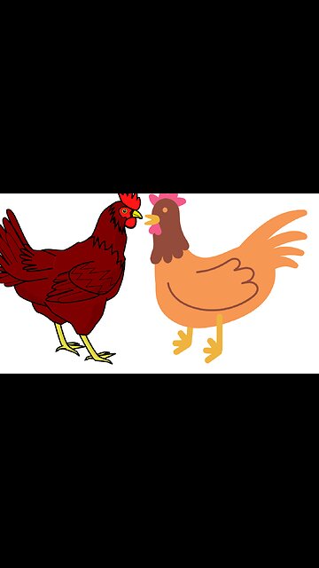 Cat Funny videos| Lovely Hen videos Chicken and Cat