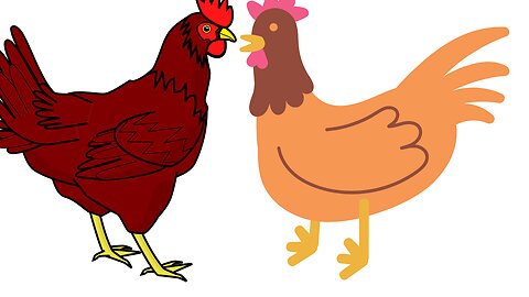 Cat Funny videos| Lovely Hen videos Chicken and Cat