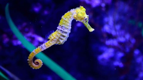 Sea Mustang or large animal seahorse. Which is better?