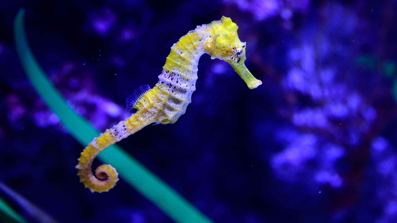 Sea Mustang or large animal seahorse. Which is better?