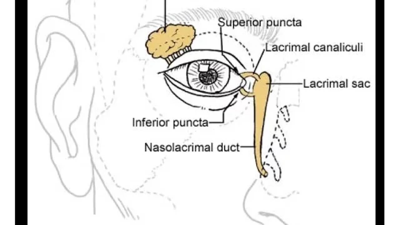 Orbital anatomy tutorial