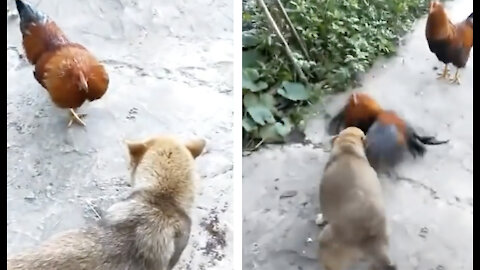 Dog fight with chicken run omg !