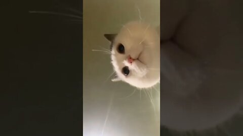 cute cat animals funny cat