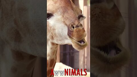 🤗 #AwwNIMALS - Munching Giraffe 💕