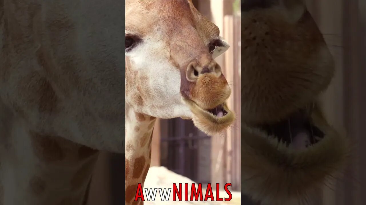 🤗 #AwwNIMALS - Munching Giraffe 💕