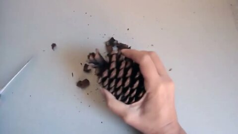 DIY - Pine Cone Ideas