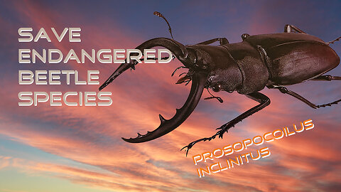Save This Endangered Beetle Species - Prosopocoilus inclinitus