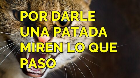 UN GATO ATACO A UNA MUJER