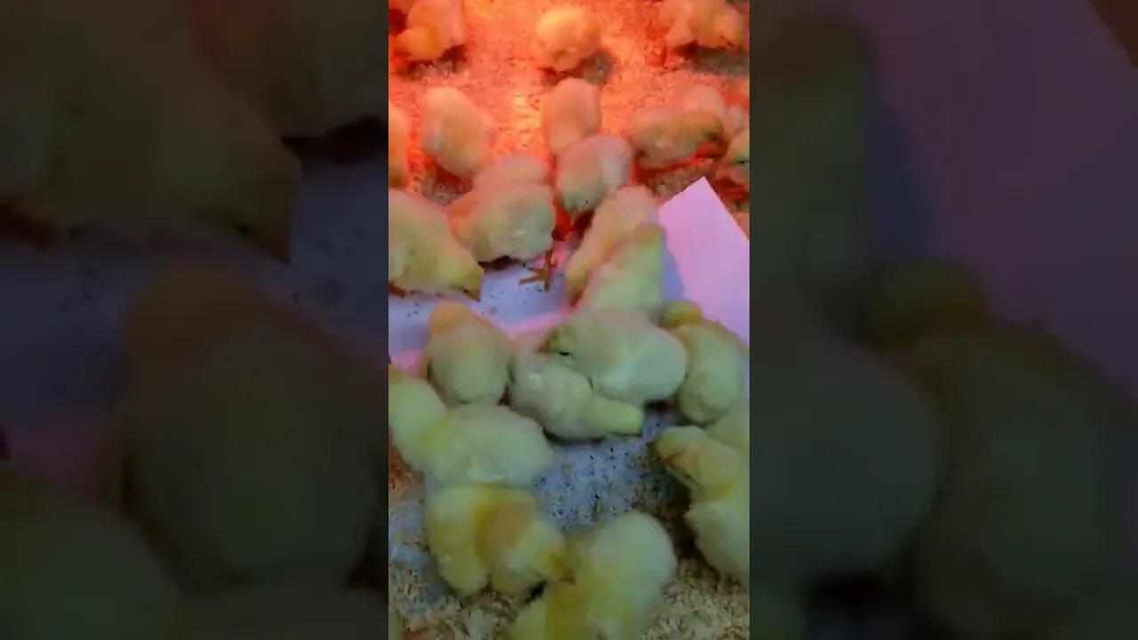 #babychicks #chicks #chickens #meatbirds #homesteading #homesteadlife #farm #farmlife #cuteanimals