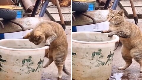 Cute Entreaty - funny kitten