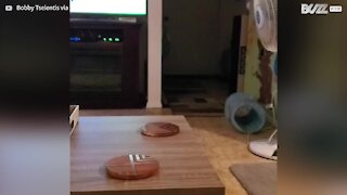 Gato diverte-se a buscar e devolver a bola do dono