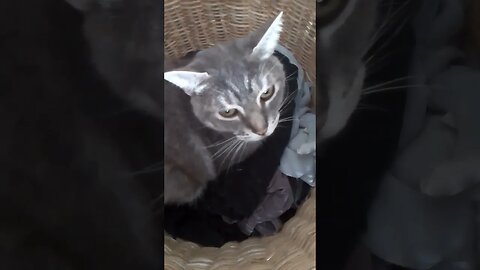 Farm Cam. cat in a washing basket