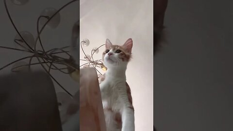 Purr-fectly Adorable: Playful Antics of my Charming Kitten