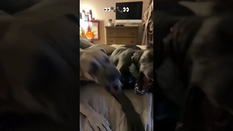 These two?!?!? #shorts #dogs #love #shortsvideo #dog #kids #happy #short #motivation #greatdane