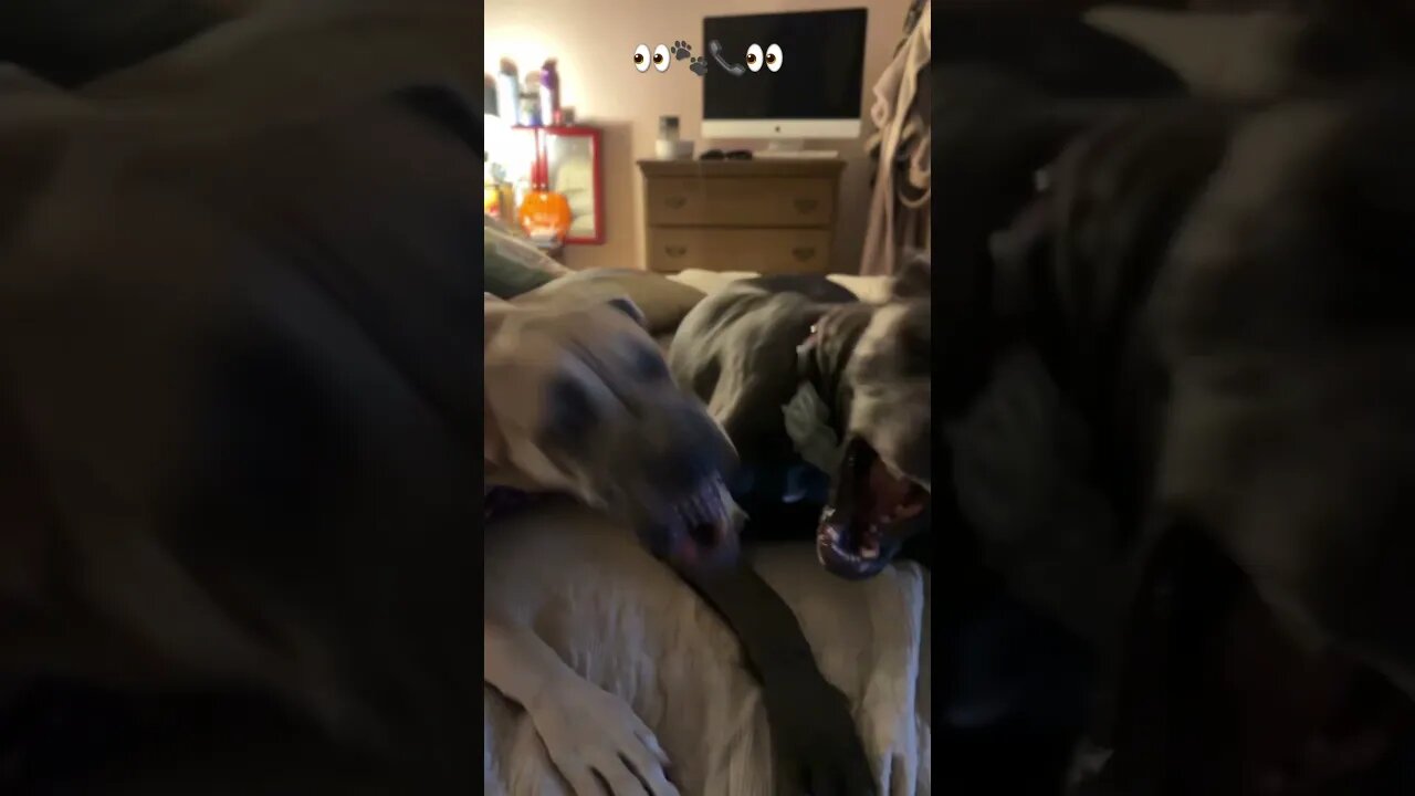 These two?!?!? #shorts #dogs #love #shortsvideo #dog #kids #happy #short #motivation #greatdane