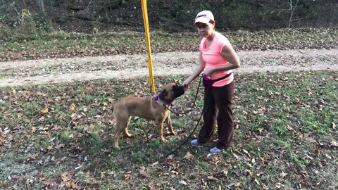 Practicing in the woods. Practice practice every where. LonelyCreek bullmastiff
