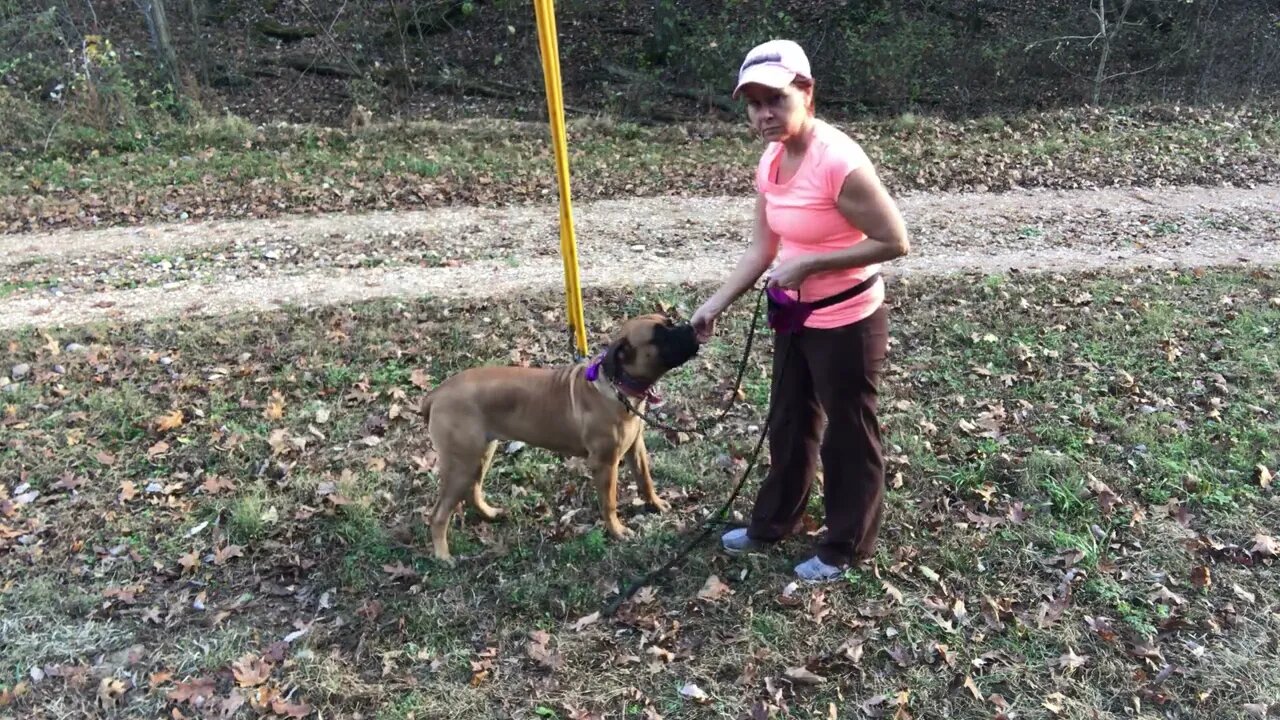Practicing in the woods. Practice practice every where. LonelyCreek bullmastiff