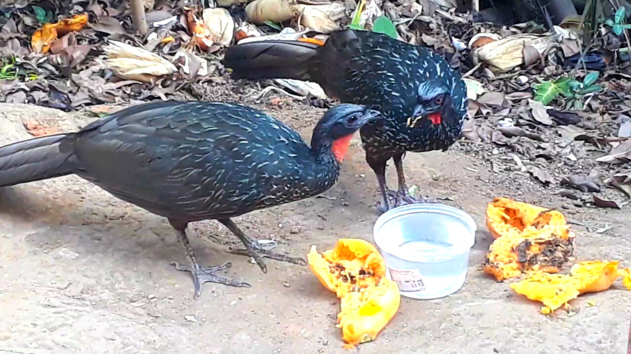 O Olhar do Jacu: Encarando a Fome e os Outros na Selva