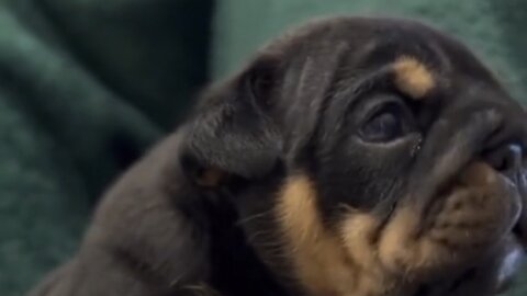 Amazing dogs 🐶 trending video