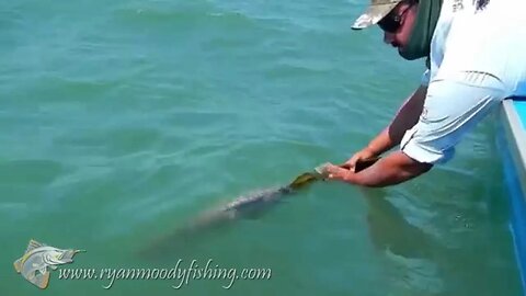 How to release and handle barramundi