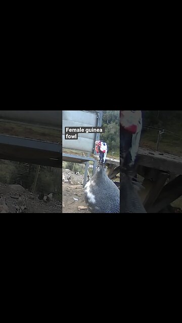 Farm surveillance. Female guinea fowl