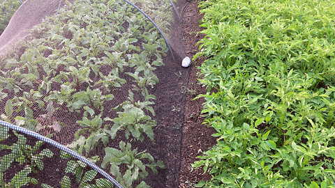 The importance of watering the edge of raised garden beds