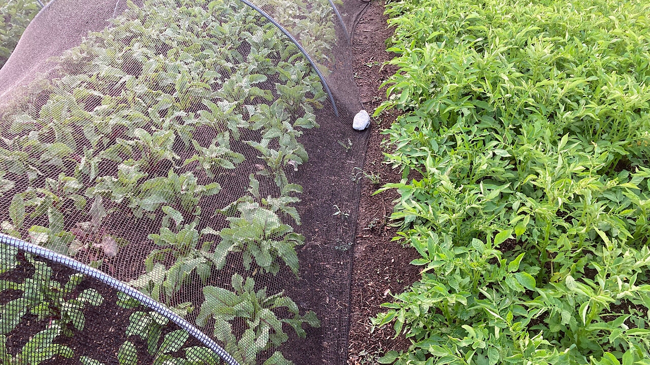 The importance of watering the edge of raised garden beds