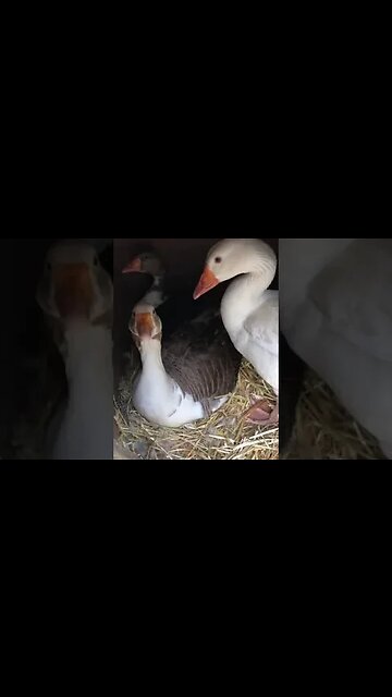 Geese share nest #geese #pilgrimgeese