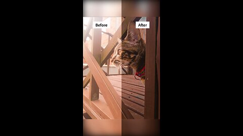 Beautiful cat photo before and after editing result#shorts