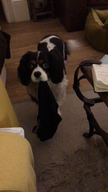 Knicker Snatcher Puppy