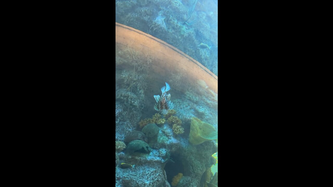 weirdest fish